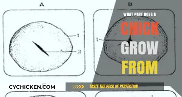 From Egg to Chick: Unveiling the Embryonic Development Process