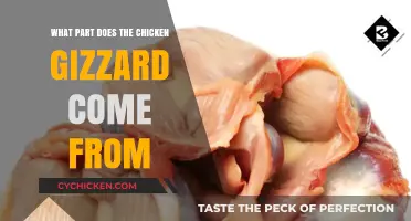 Understanding the Chicken Gizzard: Its Origin and Role in Poultry Anatomy