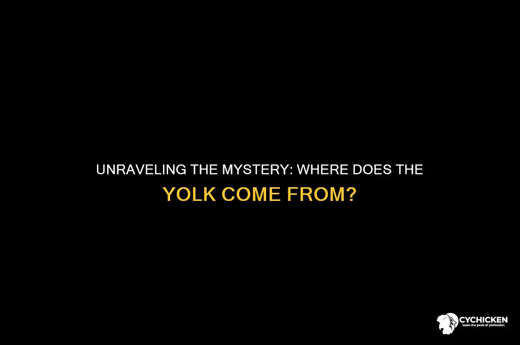 what part f the chicken is the yolk