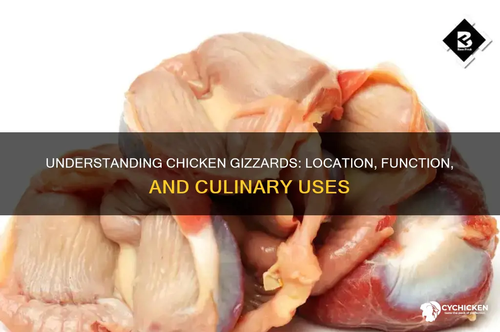 what part od the chicken are the gizzards