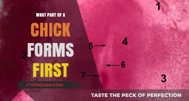 The Embryonic Journey: Unveiling the First Part of a Chick to Develop