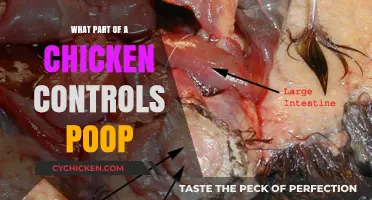 Understanding the Chicken's Cloaca: How Waste is Managed in Poultry