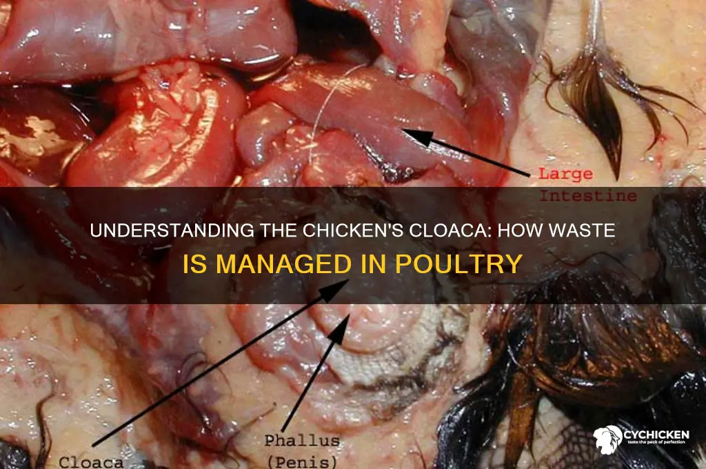 what part of a chicken controls poop