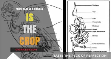 Understanding the Chicken Crop: Function, Location, and Importance Explained