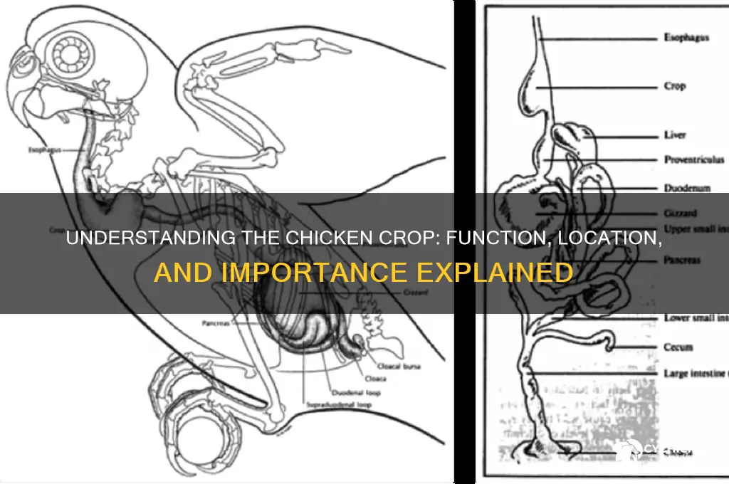 what part of a chicken is the crop