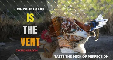 Understanding the Chicken's Vent: Location, Function, and Importance