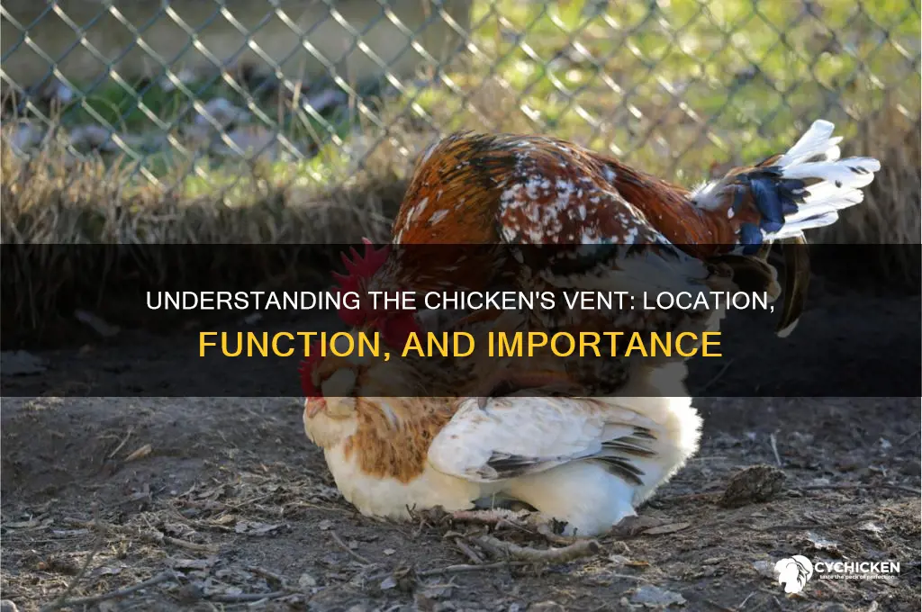 what part of a chicken is the vent