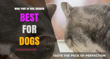 Boiled Chicken for Dogs: Which Parts Are Safest and Most Nutritious?