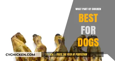 Best Chicken Parts for Dogs: Safe and Nutritious Choices