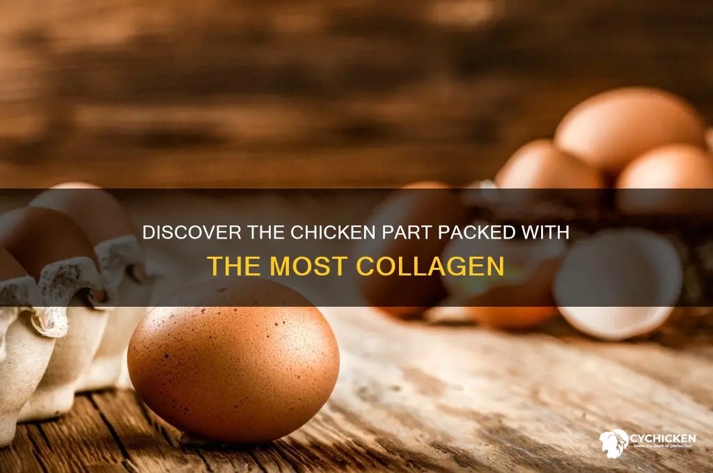 what part of chicken has most collagen