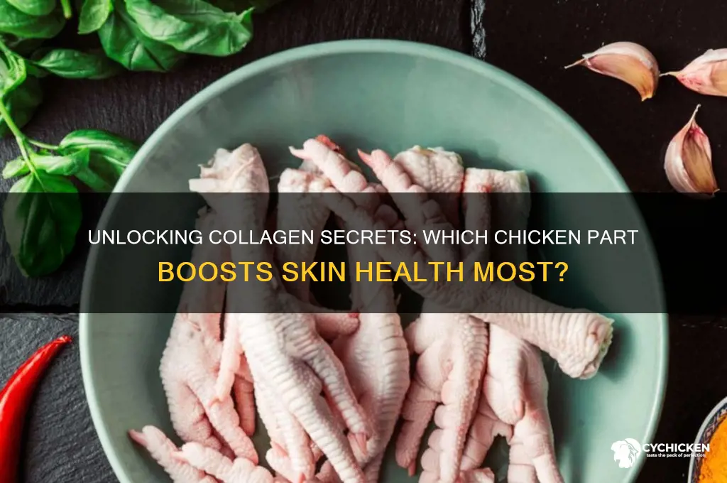what part of chicken has the most collagen
