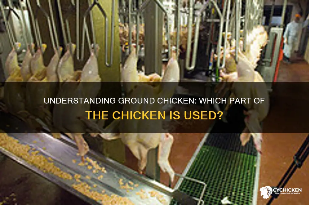 what part of chicken is ground chicken