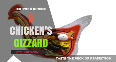 Exploring Chicken Gizzards: Where They Come From and How They're Used