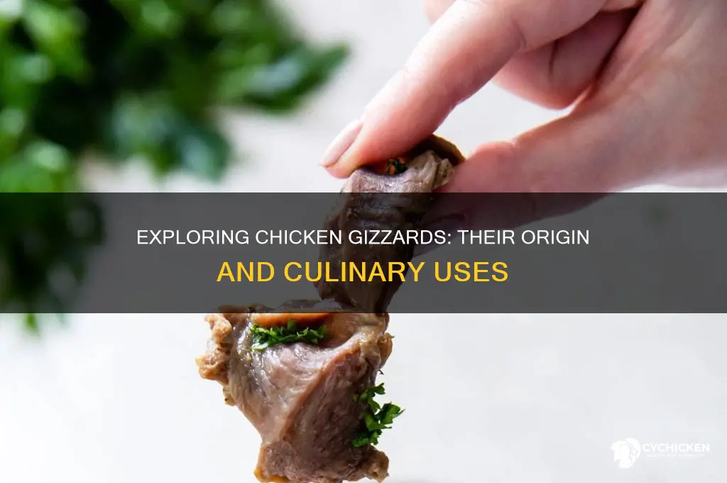 what part of the body does chicken gizzards come from
