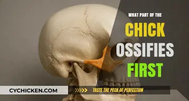 Unveiling the Mystery: Which Chick Bone Ossifies First?
