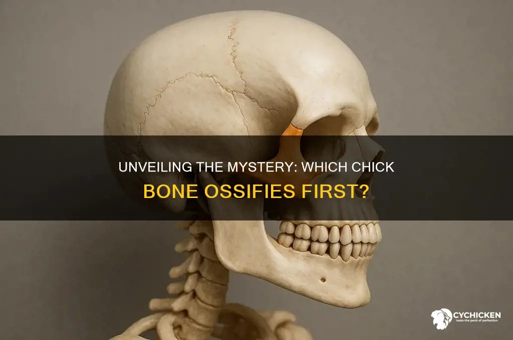 what part of the chick ossifies first