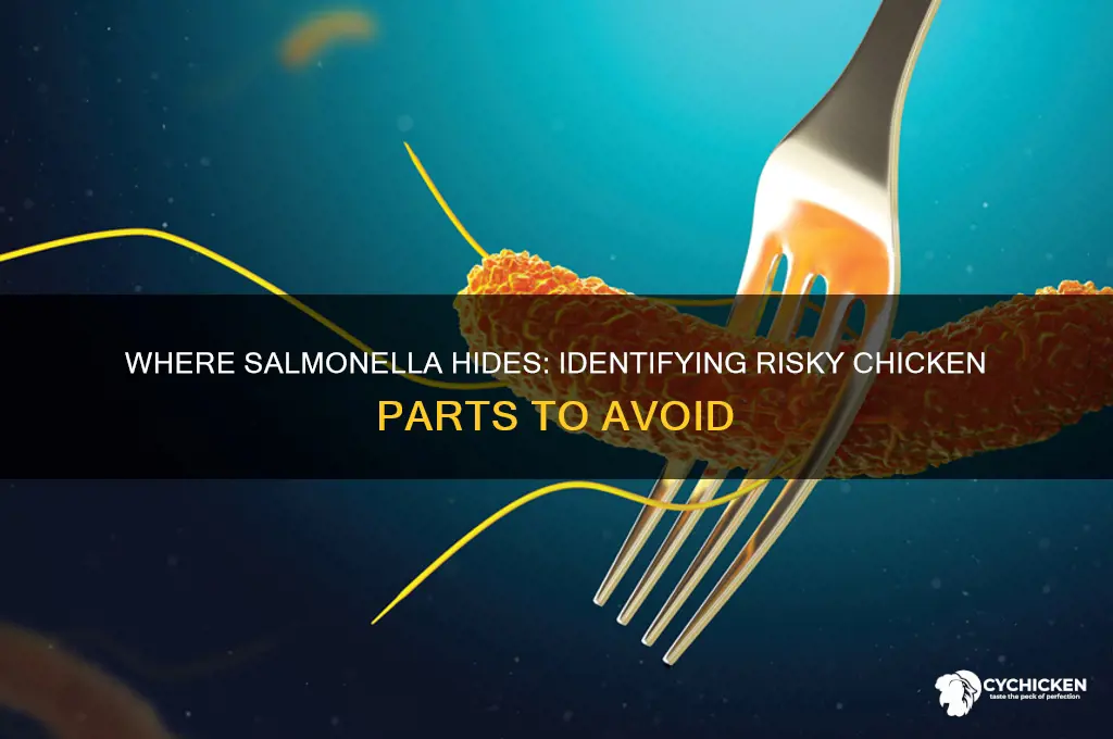what part of the chicken contains samonela