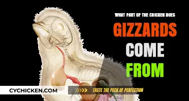 Gizzard's Origin: The Chicken's Hidden Part