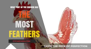 Exploring the Featheriest Parts of a Chicken