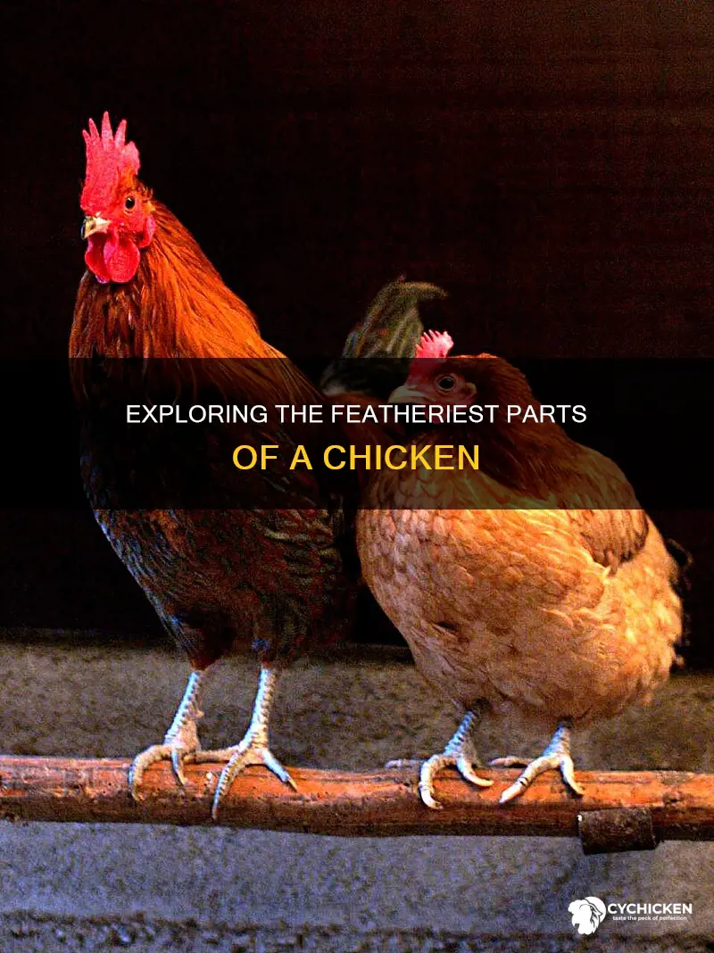 what part of the chicken has the most feathers
