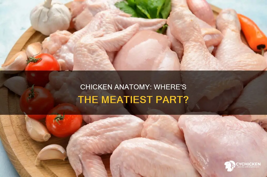 what part of the chicken has the most meat