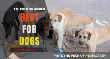 Chicken Parts for Dogs: Best Options