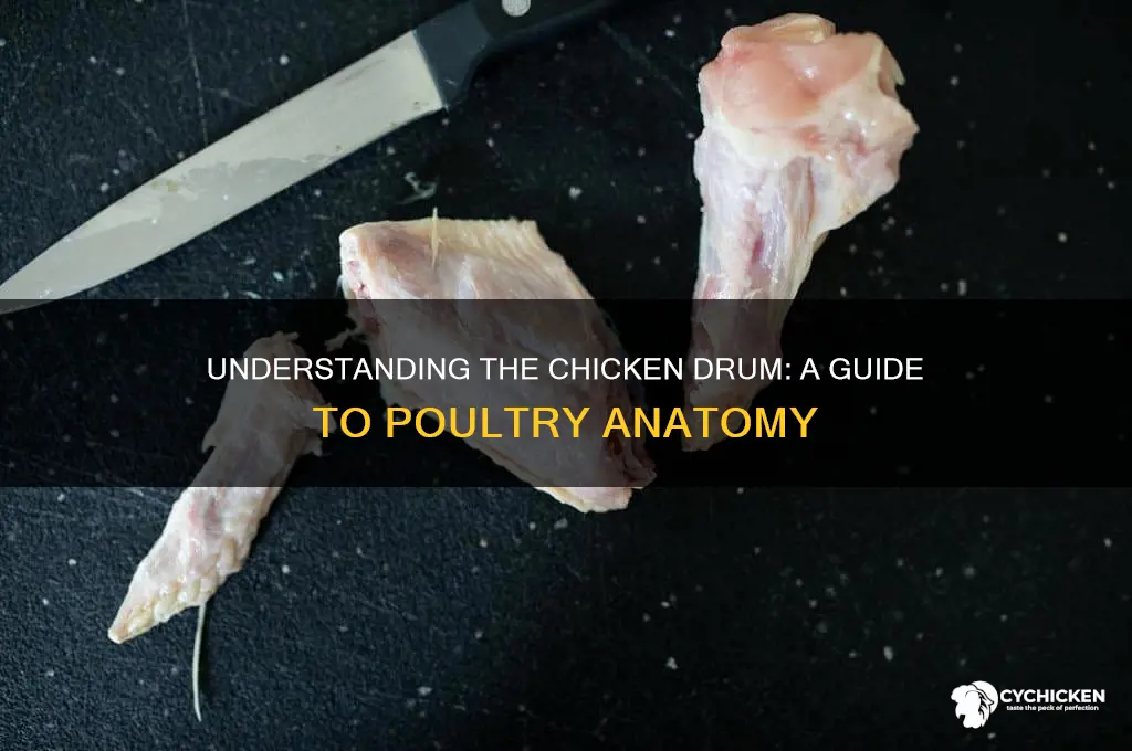 what part of the chicken is the drum