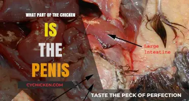 Unveiling the Mystery: The Chicken's Reproductive Anatomy Explained