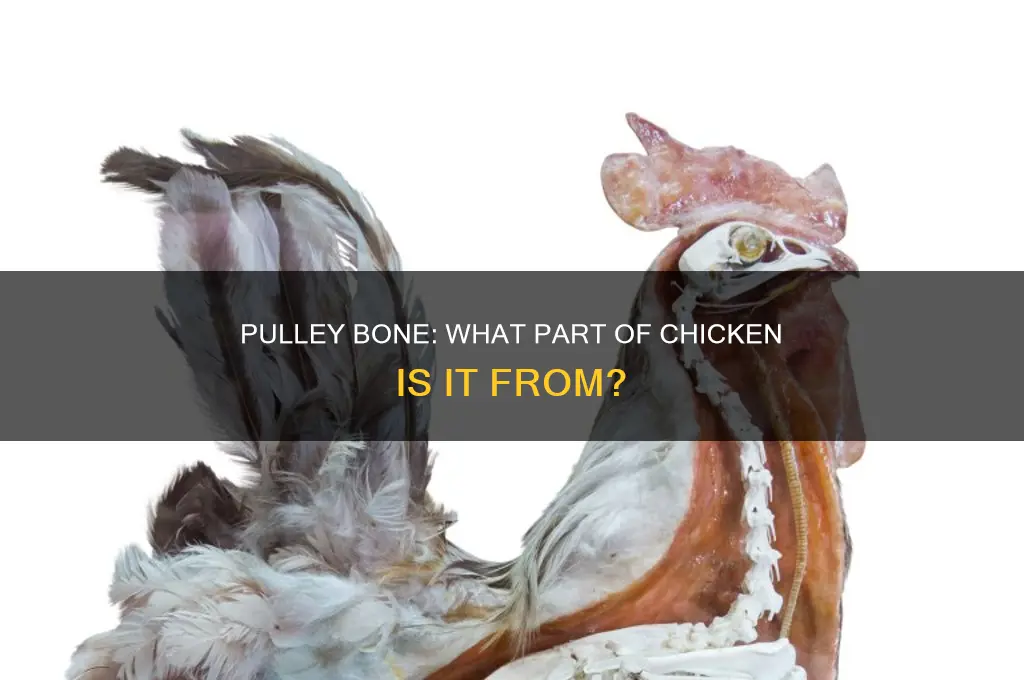 what part of the chicken is the pulley bone
