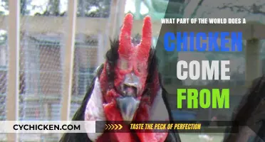 Origin of Chickens: A Global Journey