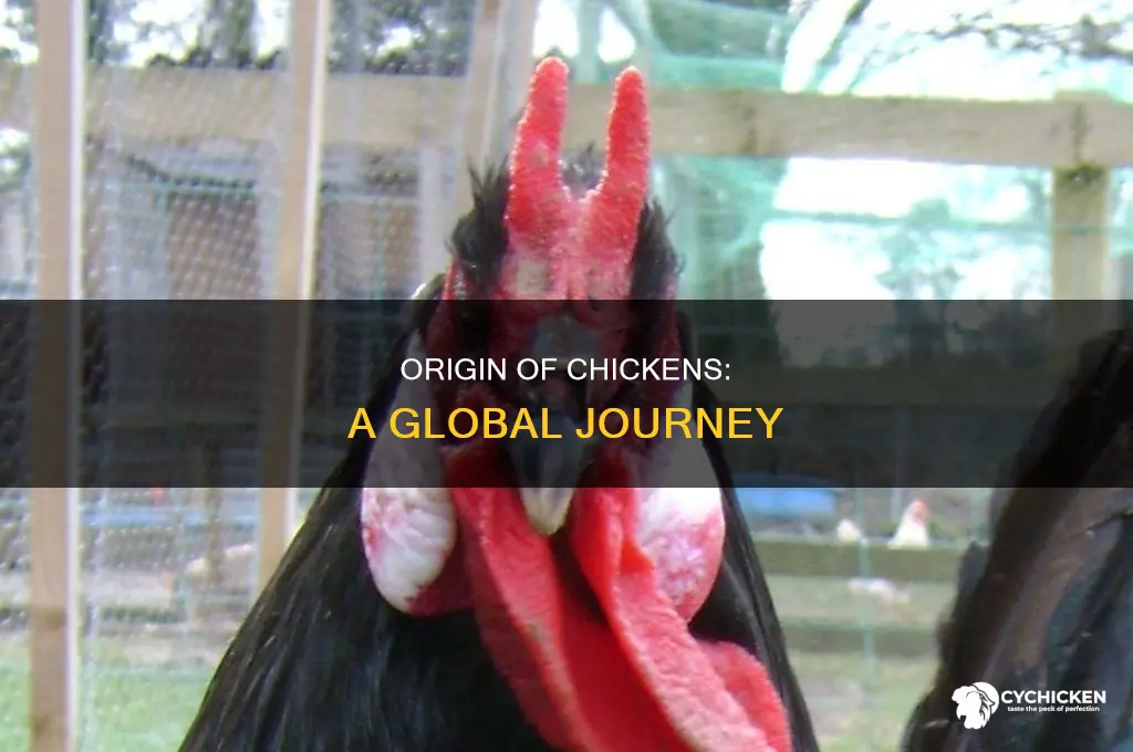 what part of the world does a chicken come from