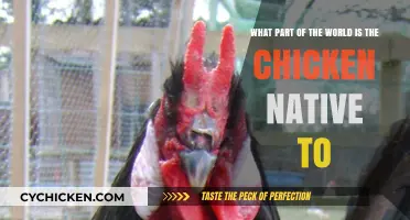 The Origin Story of Chickens: Where Did They Come From?