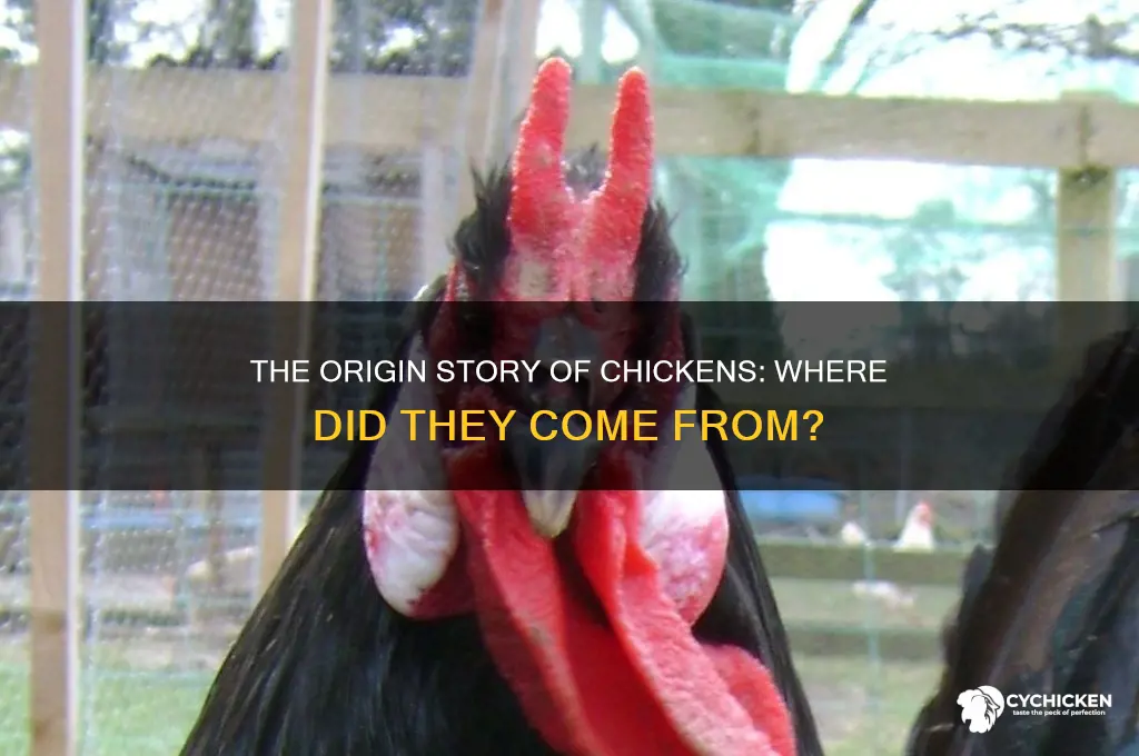 what part of the world is the chicken native to