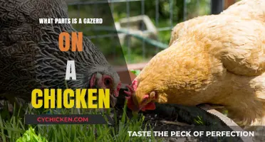 Understanding the Gazer: Key Parts and Functions on a Chicken