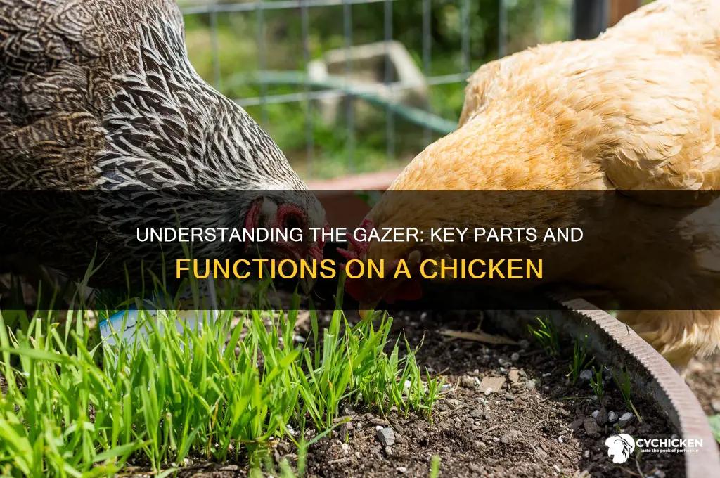 what parts is a gazerd on a chicken
