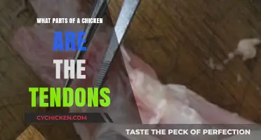Understanding Chicken Anatomy: Identifying Tendons in Poultry