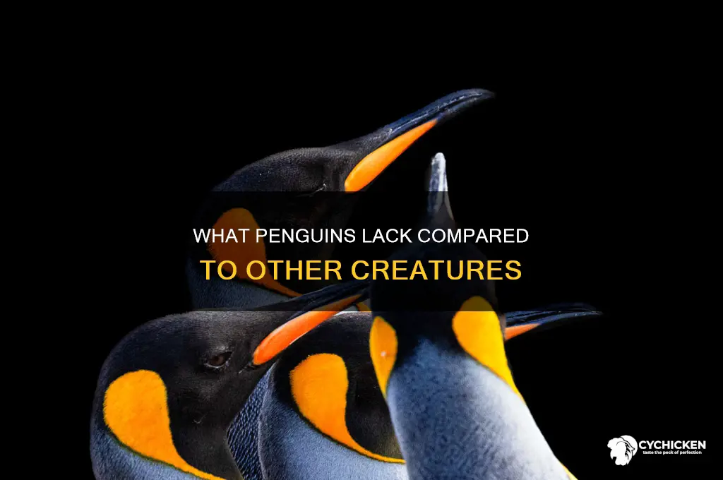 what penguins doesn