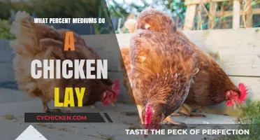 Understanding Egg-Laying Mediums: How Many Does a Chicken Produce?
