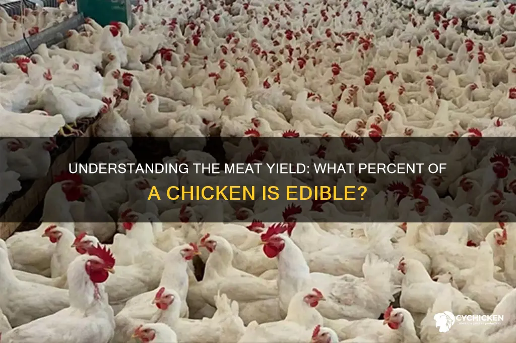 what percent of a chicken is meat