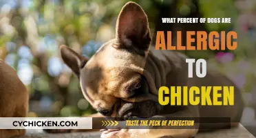 Understanding Chicken Allergies in Dogs: Prevalence and Key Insights