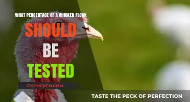 Testing Your Chicken Flock: What's the Right Percentage?