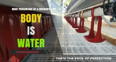 Hydration in Chickens: Body Water Percentage