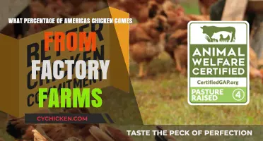 Factory Farms: America's Chicken Source?