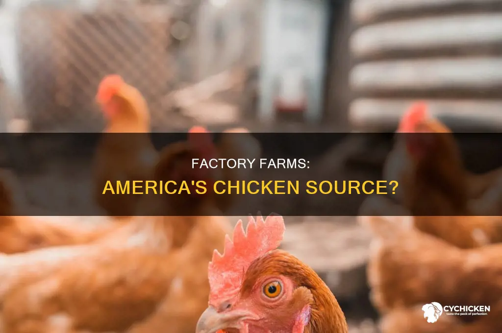 what percentage of americas chicken comes from factory farms