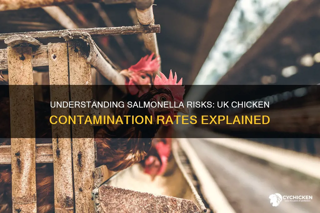what percentage of chicken has salmonella uk