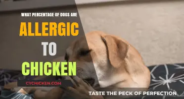 Understanding Chicken Allergies in Dogs: Prevalence and Key Insights