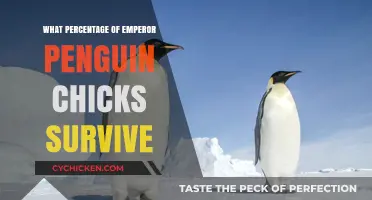Emperor Penguin Chick Survival Rates: Unveiling the Harsh Antarctic Reality