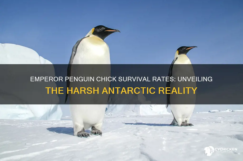 what percentage of emperor penguin chicks survive