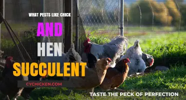 Pests Attracted to Chick and Hen Succulents: Common Threats and Solutions