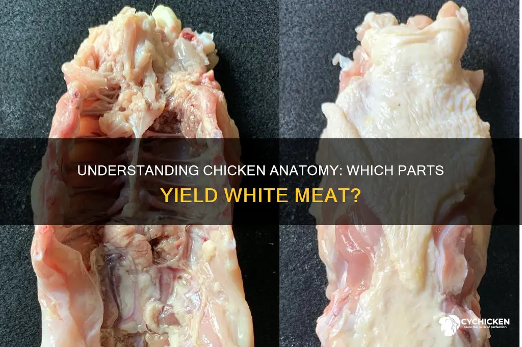 what pieces of chicken are white meat